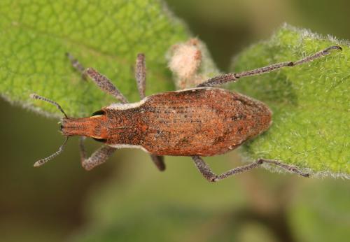 Réf. 350 218 : Coniocleonus tabidus